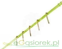 Rurka hedera 2540/4,20